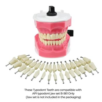 API Typodonts Individual B561 - Adult Size